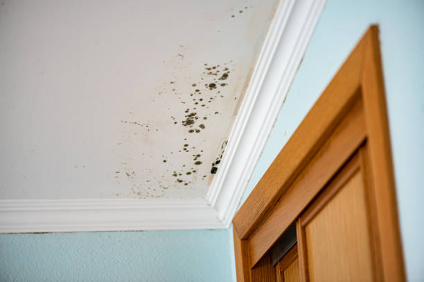 Best Real Estate Mold Inspection  in New Wilmington, PA